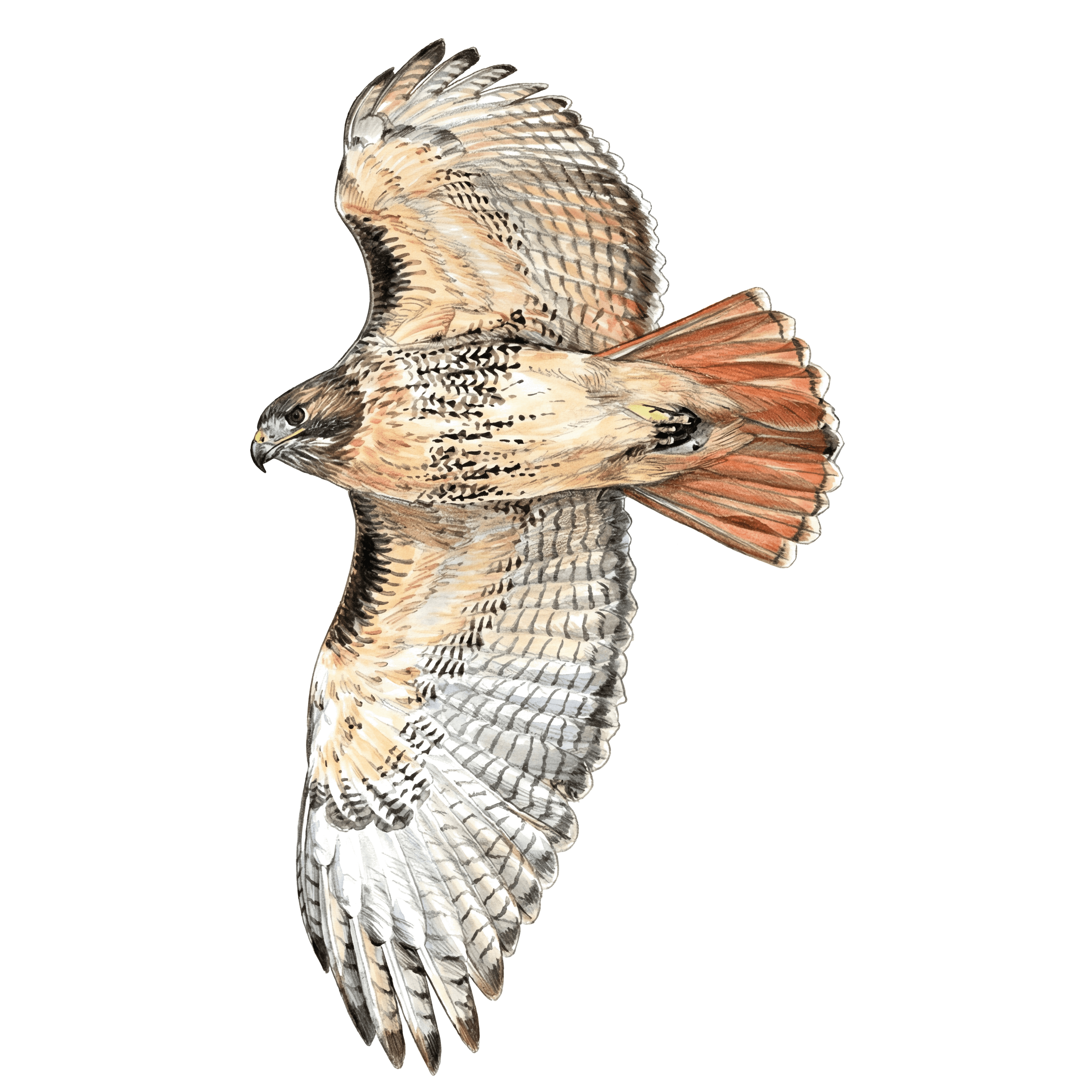 Red-tailed Hawk