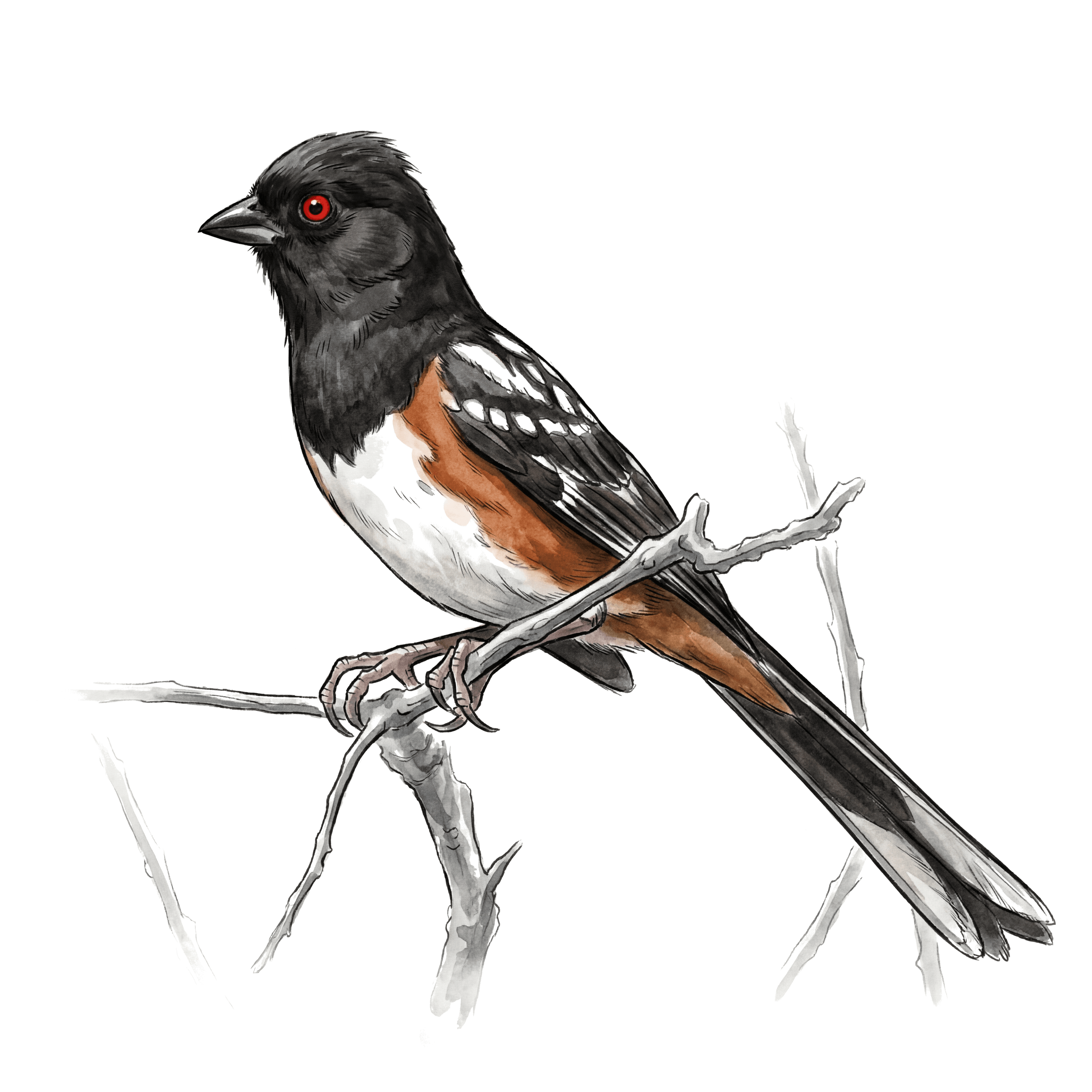 Spotted Towhee