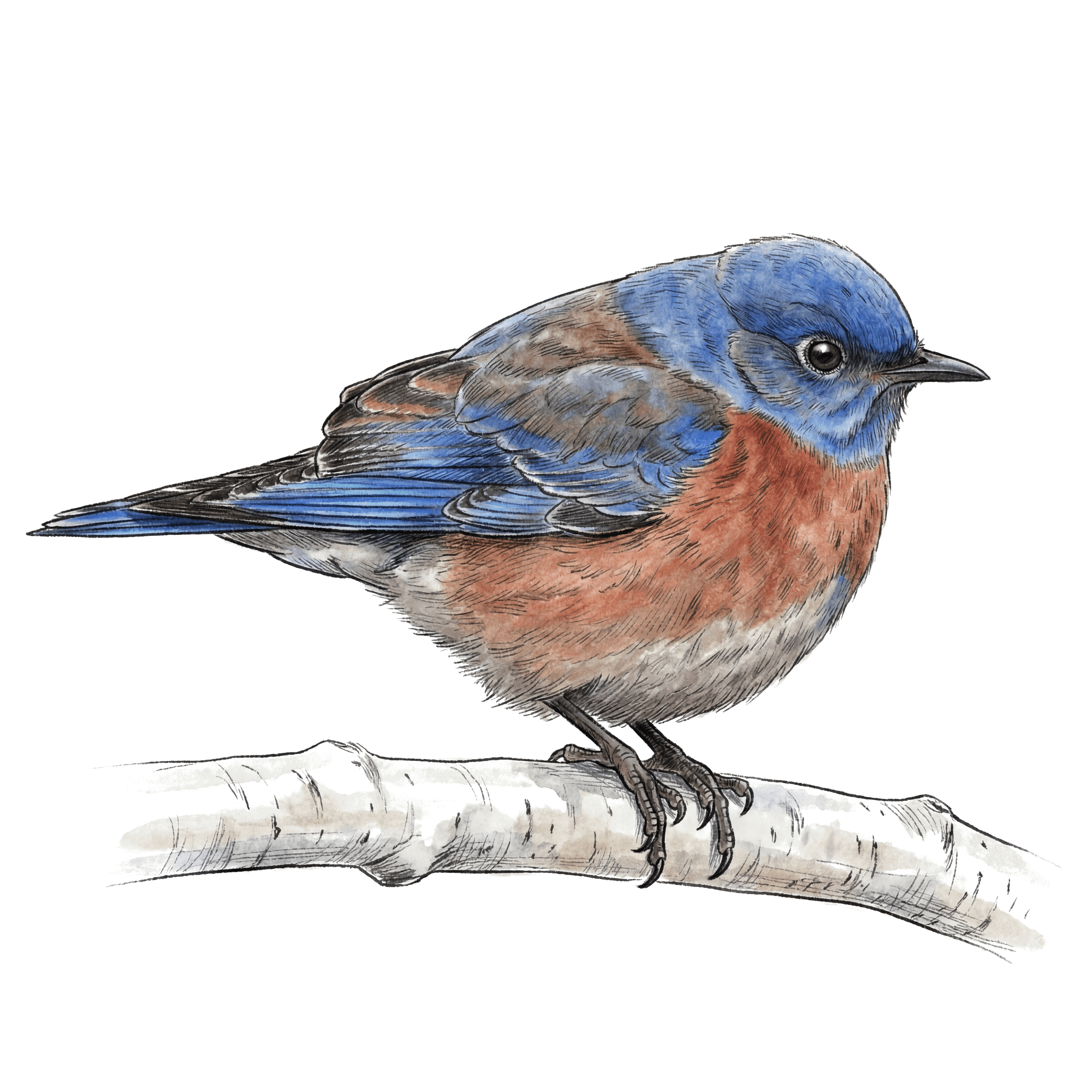 Western Bluebird