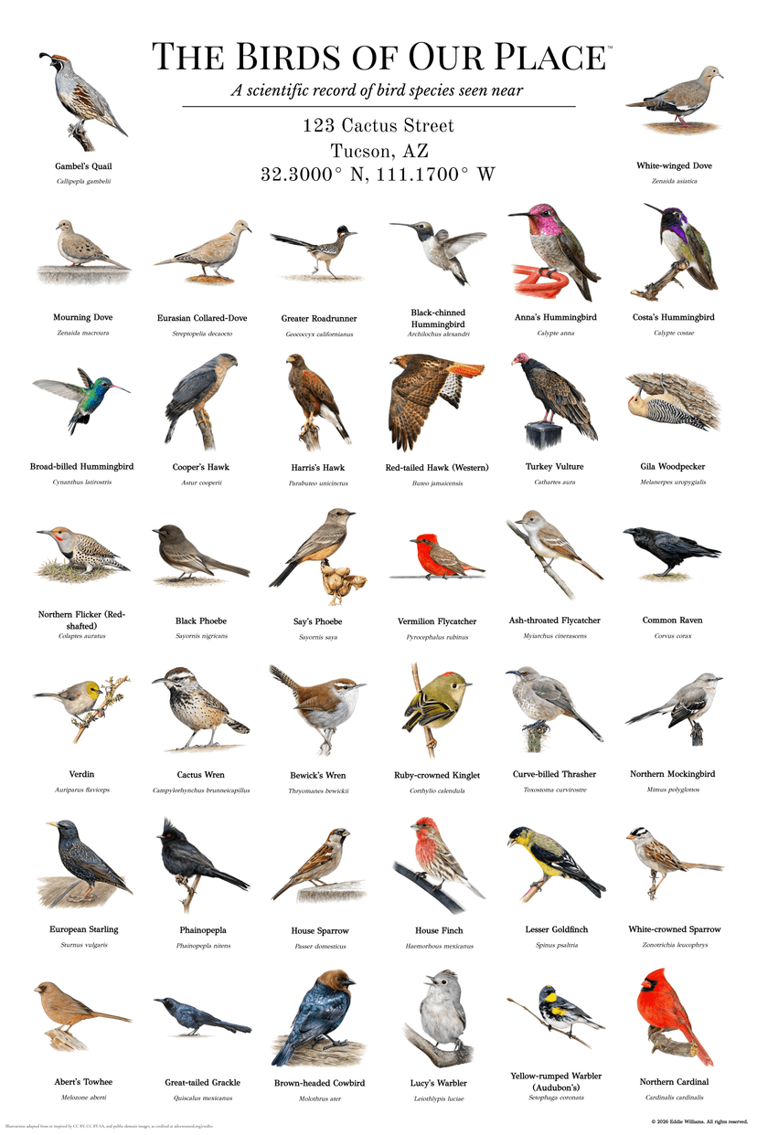 Tucson Arizona bird print