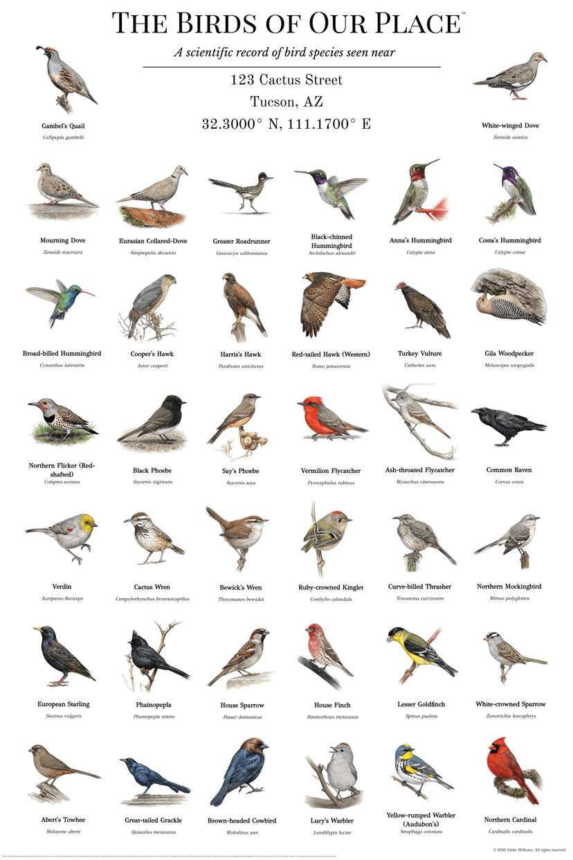 Tucson Arizona bird poster