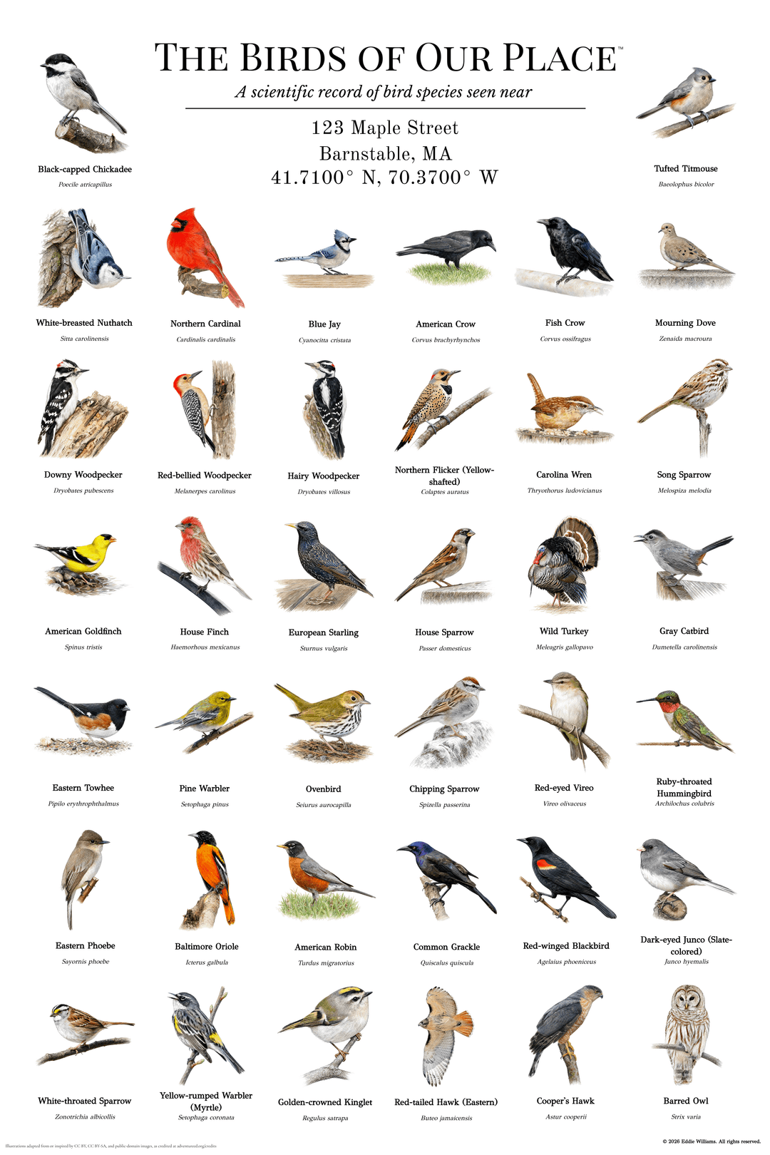 Custom Backyard Birds Print — Barnstable, MA example showing watercolor bird illustrations