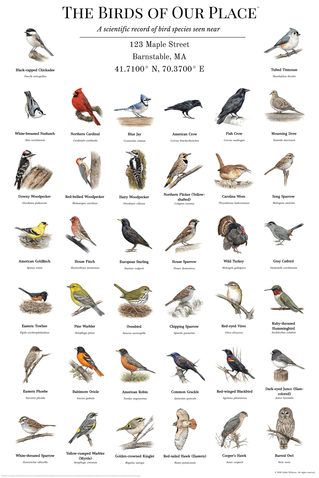 Custom Backyard Birds Poster — Barnstable, MA example showing watercolor bird illustrations