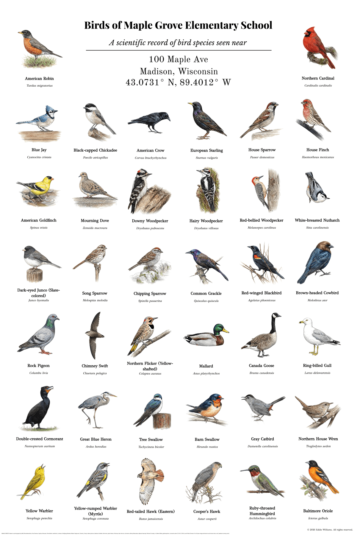 Example classroom bird poster — Birds of Maple Grove Elementary School, Madison WI