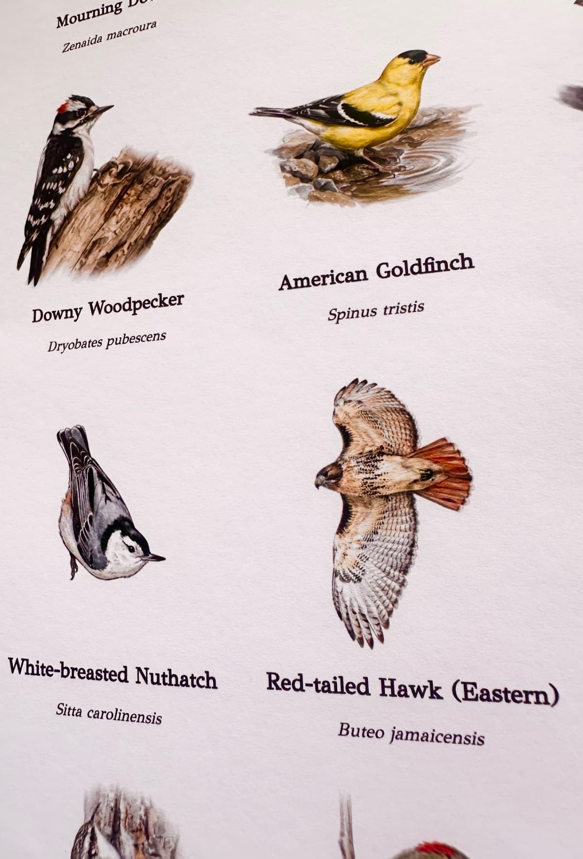 Close-up of poster showing paper texture and watercolor illustration detail