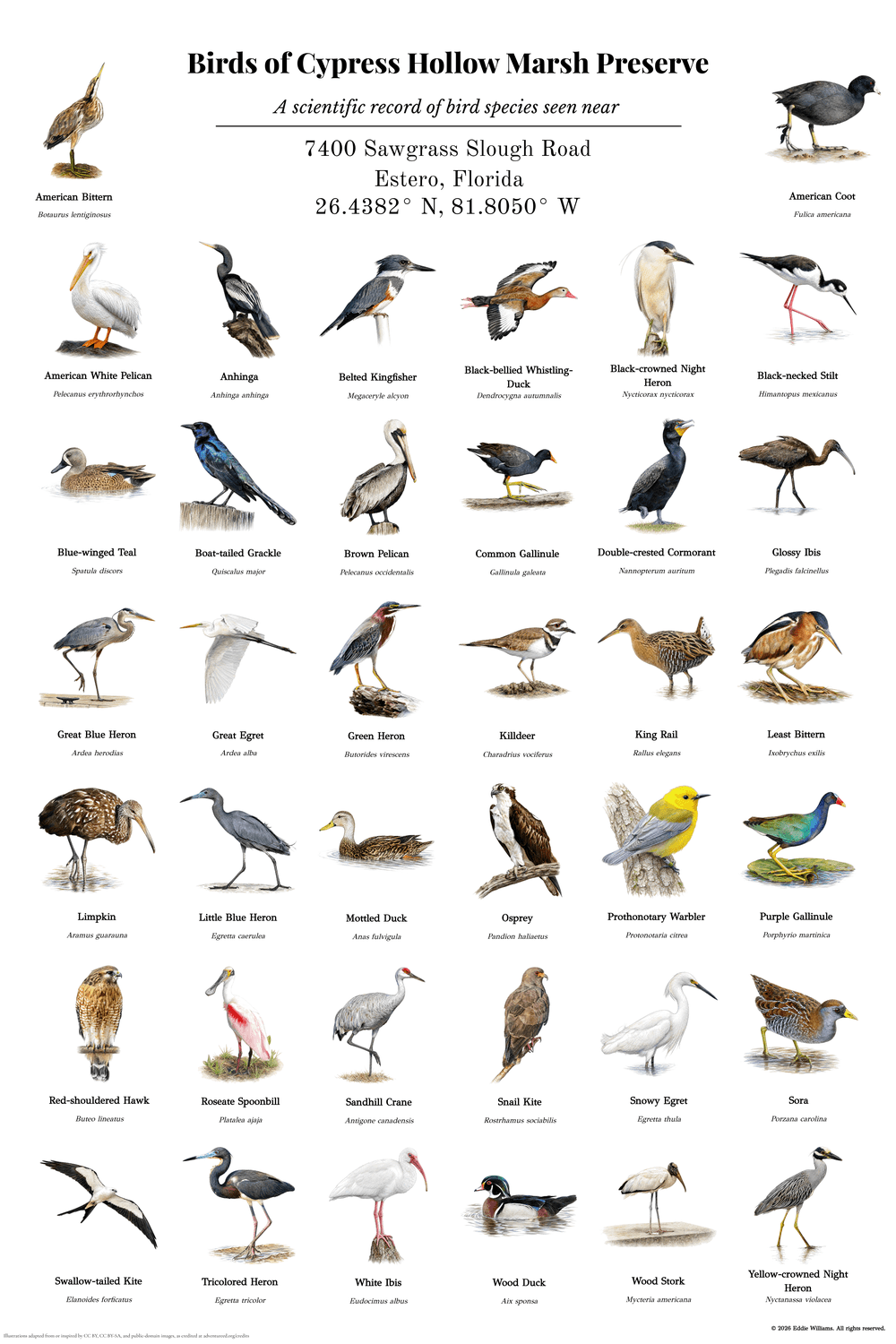 Birds of Cypress Hollow Marsh Preserve — a custom 38-species bird print for a Florida wetland nature center